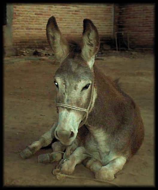 merrythorpe donkey